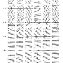 glsp92f2.gif